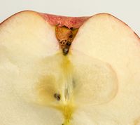 Amara æble